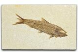 Detailed Fossil Fish (Knightia) - Wyoming #348073-1